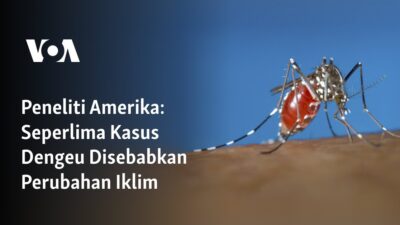 “Perubahan Iklim Memicu Seperlima Kasus Dengeu”