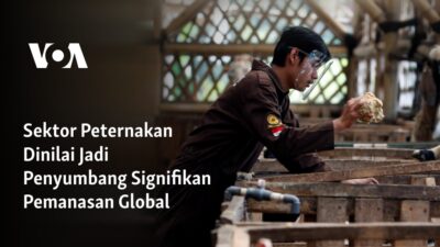 Peran Sektor Peternakan dalam Pemanasan Global: Sebuah Analisis Mendalam