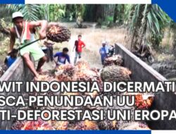 Sawit Indonesia Dipantau Setelah Penundaan UU Anti-Deforestasi Uni Eropa