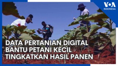 Meningkatkan Hasil Panen dengan Teknologi Pertanian Digital bagi Petani Kecil