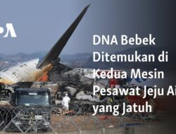 Bebek DNA Tersebar di Kedua Mesin Pesawat Jeju Air yang Jatuh