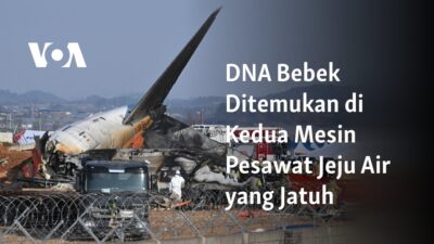 Bebek DNA Tersebar di Kedua Mesin Pesawat Jeju Air yang Jatuh