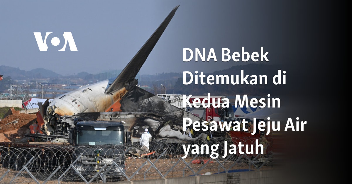 Bebek DNA Tersebar di Kedua Mesin Pesawat Jeju Air yang Jatuh