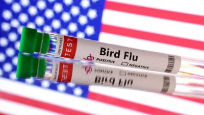 Risiko Flu Burung di Amerika Serikat Tetap Rendah Setelah Kematian Pertama Manusia