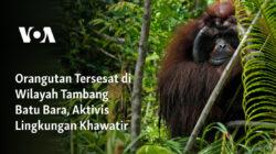 Orangutan Terjebak di Kawasan Tambang Batu Bara, Kekhawatiran Aktivis Lingkungan