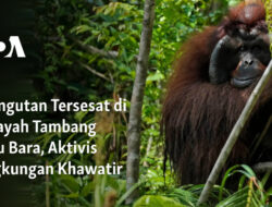 Orangutan Terjebak di Kawasan Tambang Batu Bara, Kekhawatiran Aktivis Lingkungan