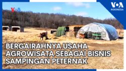 Keberhasilan Agrowisata: Menjadi Pilihan Bisnis Sampingan yang Bergairah Bagi Peternak