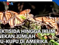 Pengaruh Insektisida dan Perubahan Iklim terhadap Populasi Kupu-Kupu di Amerika
